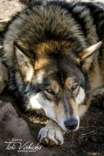 c85b7d0d4087bde2079a862aeaef380d