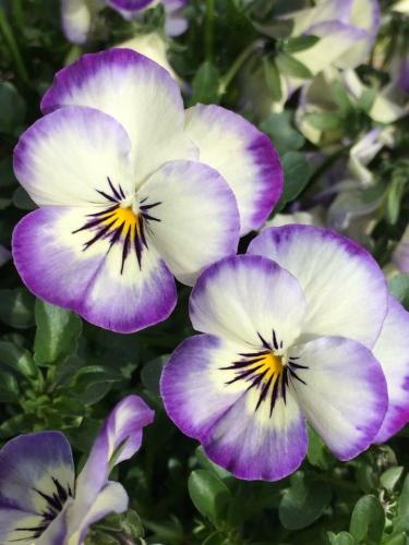 08:00:33 GMT-0600 (CST)