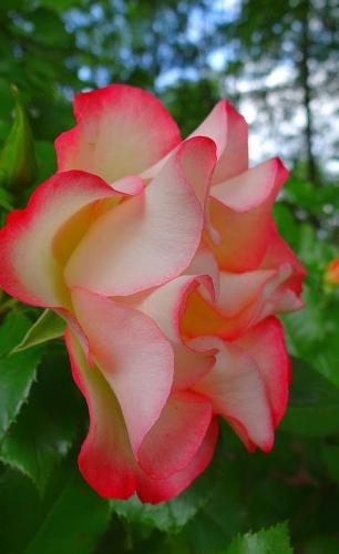 18:02:53 GMT-0600 (CST)