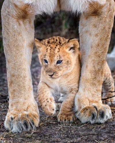 269809946_439806350927622_6109621257770610763_n