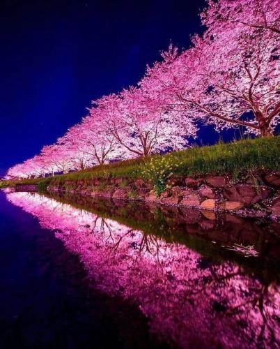 Cherry blossoms river in Japan