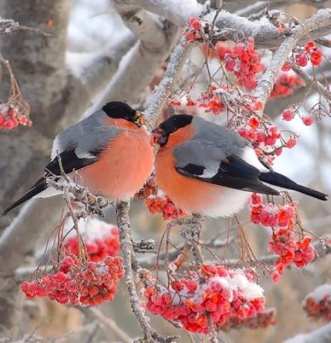 tumblr_cf63f5ab727930636c5d170f905303be_ebfd6622_540