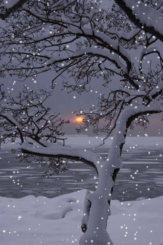 ! Snow on barren tree