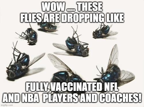 Flies 1