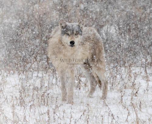 270065939_1861705397362261_1490915816820098127_n