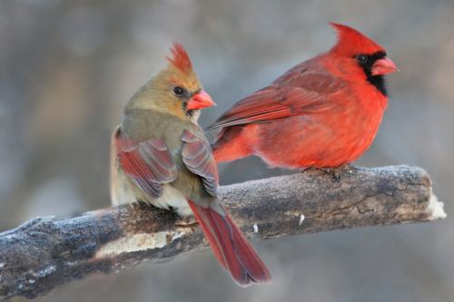 male-and-female-cardinal