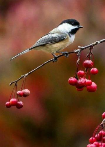 tumblr_ae8e2a4e1cb1caaaa4f8d7a4f92e04d3_d74f66f6_540