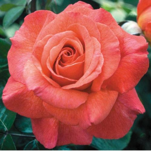 19:55:26 GMT-0600 (CST)