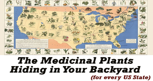 The Medicinal Plants Hiding in Your Backyard (for every US State)