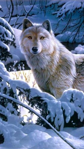 Wolf in snow