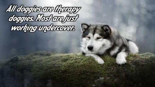 DOG THERAPY