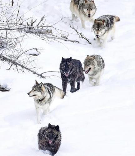 tumblr_f519ce49ebfe7ce3d9626427d14f5647_3d489042_540