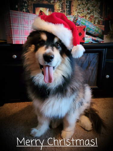 Merry Christmas Dog