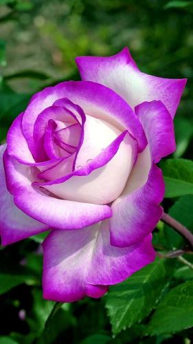 10:23:28 GMT-0600 (CST)