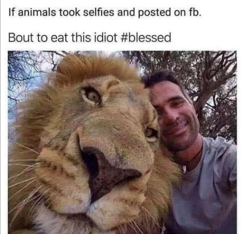 lion_selfie_posted