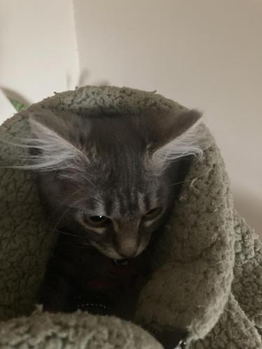 Kitten Yoda