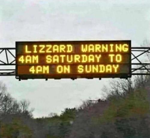 lizzard warning