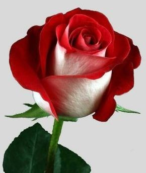 10:26:24 GMT-0600 (CST)