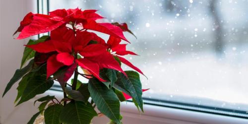 poinsettia-overwintering