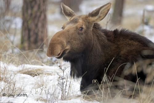 tumblr_798b6c3282df722b0f3c8d1efbe7ea94_9b13855b_540