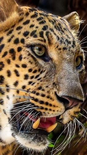 7ecbda244ff89695c6a70822a1caef10