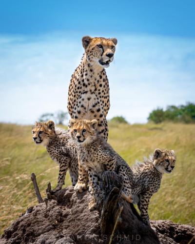 270955361_445780053663585_7728118963259578205_n