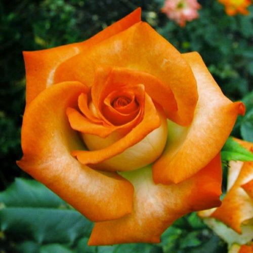 10:53:13 GMT-0600 (CST)