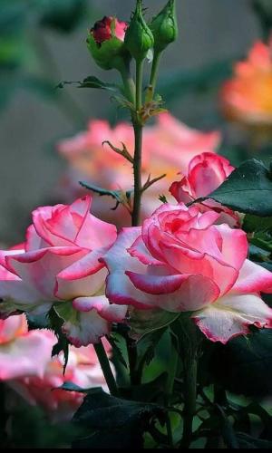 18:57:04 GMT-0600 (CST)