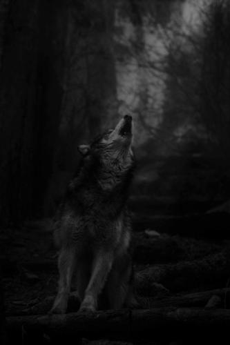 94640930_10213157101642323_4053947814546243584_n