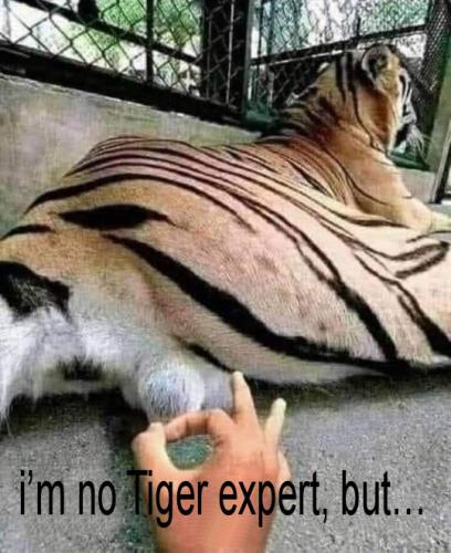 im no Tiger expert but