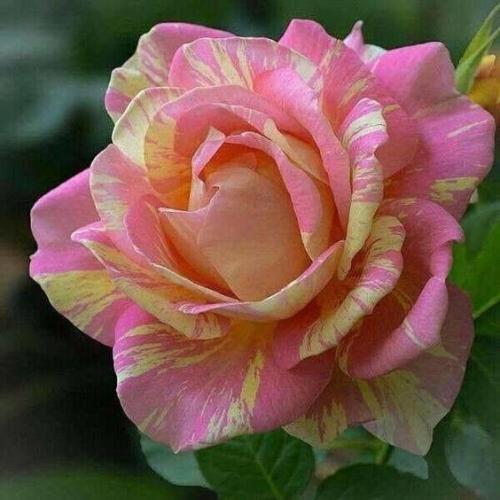 19:53:25 GMT-0600 (CST)