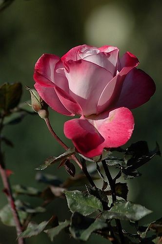 13:59:43 GMT-0600 (CST)