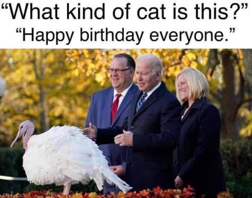 biden cat