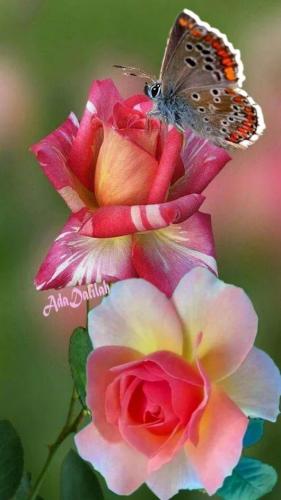 18:06:29 GMT-0600 (CST)