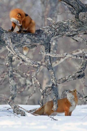 tumblr_nz8kdnG1ff1u5944ao1_500