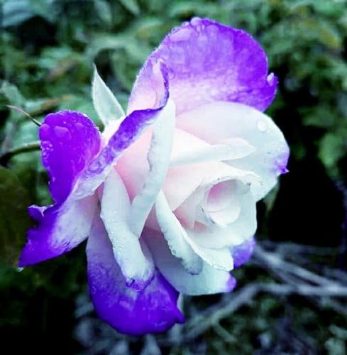 10:39:26 GMT-0600 (CST)