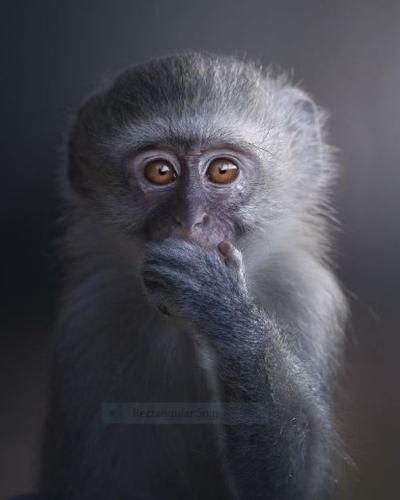 Surprised monkey