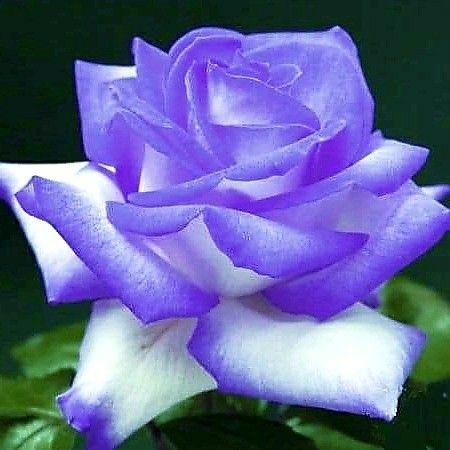 09:15:14 GMT-0600 (CST)