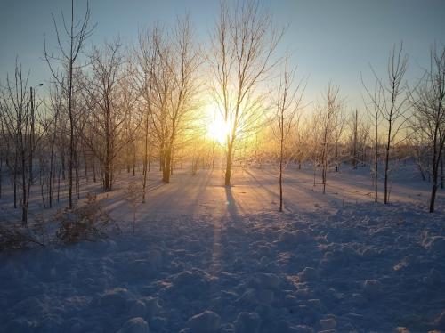 sun trees