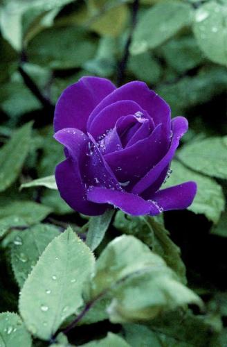 18:16:26 GMT-0600 (CST)