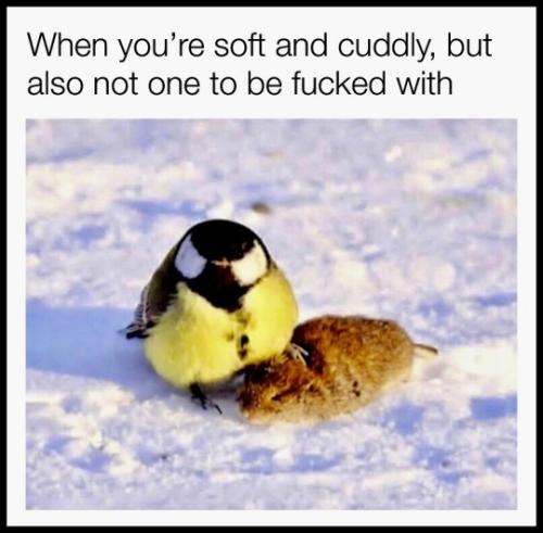 tumblr_4d978847993e0eab5f6fe41e86106fd3_ac58ce5d_540