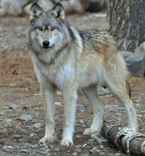 c900c991a54988675e5b4638e9831290