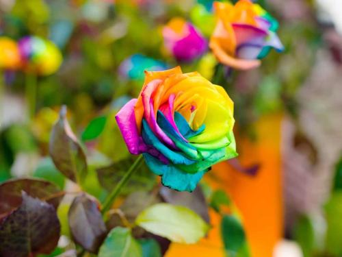 UK_rainbow-roses-growing