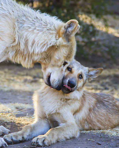 tumblr_nax60d3zlM1rwcfrqo1_500