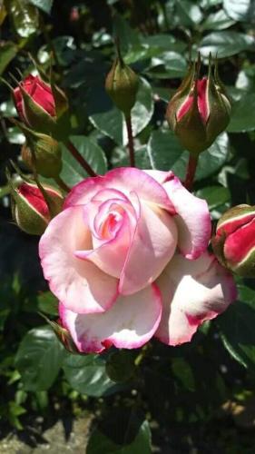 10:21:04 GMT-0600 (CST)