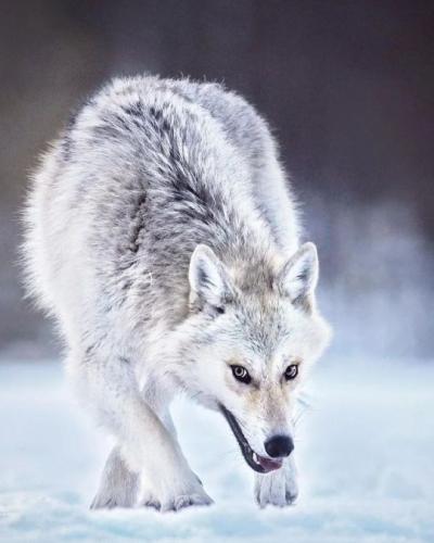 tumblr_e9f378b62a3b32847120fff323d06e57_12a81212_540