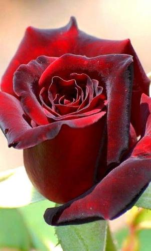 14:28:23 GMT-0600 (CST)