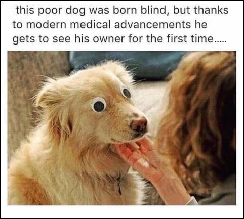 dogs18