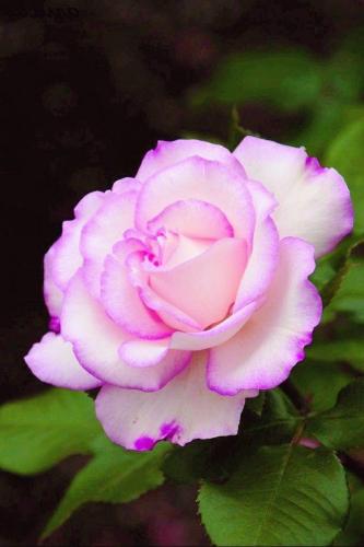 18:16:26 GMT-0600 (CST)