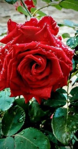 19:46:42 GMT-0600 (CST)